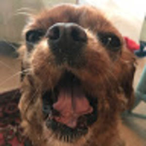 Meet your Posher, Teddy